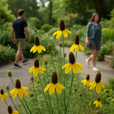 RATIBIDA columifera (Prairie Coneflower)