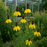RATIBIDA columifera (Prairie Coneflower)