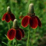 RATIBIDA columifera (Coneflower, Dwarf Red)