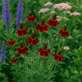 RATIBIDA columifera (Coneflower, Dwarf Red)