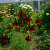 RATIBIDA columifera (Coneflower, Dwarf Red)