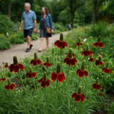 RATIBIDA columifera (Coneflower, Dwarf Red)