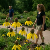 RATIBIDA pinnata (Grey-Headed Coneflower)