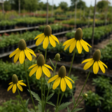 RATIBIDA pinnata (Grey-Headed Coneflower)