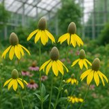 RATIBIDA pinnata (Grey-Headed Coneflower)