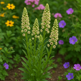 RESEDA odorata (Sweet Mignonette)