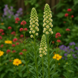 RESEDA odorata (Sweet Mignonette)