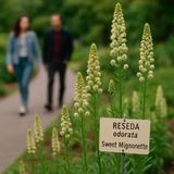 RESEDA odorata (Sweet Mignonette)