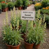RESEDA odorata (Sweet Mignonette)