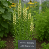 RESEDA odorata (Sweet Mignonette)
