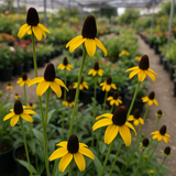 RUDBECKIA amplexicaulis (Clasping Coneflower)