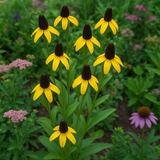 RUDBECKIA amplexicaulis (Clasping Coneflower)