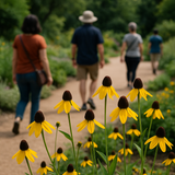 RUDBECKIA amplexicaulis (Clasping Coneflower)