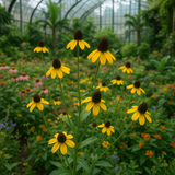 RUDBECKIA amplexicaulis (Clasping Coneflower)