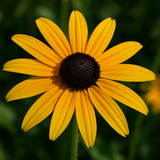 RUDBECKIA hirta (Black-Eyed Susan)