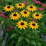 RUDBECKIA hirta (Black-Eyed Susan)