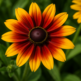 RUDBECKIA hirta 'Gloriosa' (Gloriosa Daisy)