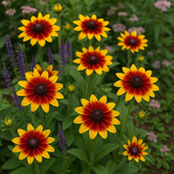 RUDBECKIA hirta 'Gloriosa' (Gloriosa Daisy)