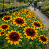 RUDBECKIA hirta 'Gloriosa' (Gloriosa Daisy)