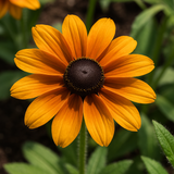 RUDBECKIA hirta 'Marmalade' (Rudbeckia, Dwarf - Marmalade)