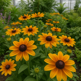 RUDBECKIA hirta 'Marmalade' (Rudbeckia, Dwarf - Marmalade)