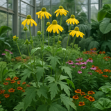 RUDBECKIA laciniata (Cutleaf Coneflower)