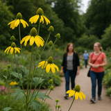 RUDBECKIA laciniata (Cutleaf Coneflower)