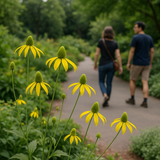 RUDBECKIA laciniata (Cutleaf Coneflower)