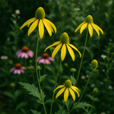 RUDBECKIA laciniata (Cutleaf Coneflower)