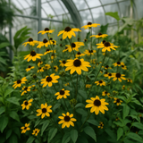 RUDBECKIA triloba (Brown-Eyed Susan)