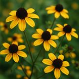 RUDBECKIA triloba (Brown-Eyed Susan)