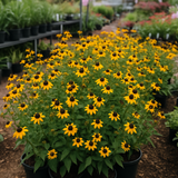 RUDBECKIA triloba (Brown-Eyed Susan)
