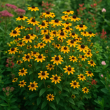 RUDBECKIA triloba (Brown-Eyed Susan)