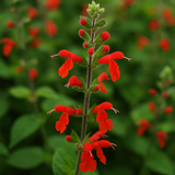 SALVIA coccinea (Scarlet Sage)