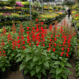 SALVIA coccinea (Scarlet Sage)