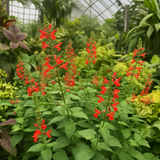 SALVIA coccinea (Scarlet Sage)
