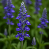 SALVIA farinacea (Blue Sage)