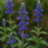 SALVIA farinacea (Blue Sage)