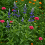 SALVIA farinacea (Blue Sage)