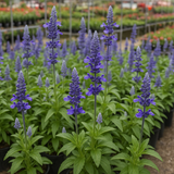 SALVIA farinacea (Blue Sage)