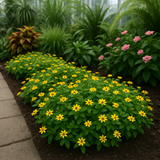 SANVITALIA procumbens (Creeping Zinnia), Grass Seed Alternative
