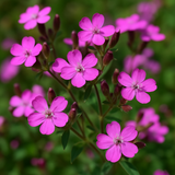SAPONARIA ocymoides (Soapwort)