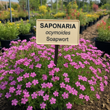 SAPONARIA ocymoides (Soapwort)