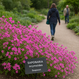 SAPONARIA ocymoides (Soapwort)