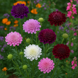 SCABIOSA atropurpurea 'Imperial Mix' (Pincushion Flower, Mixed)