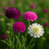 SCABIOSA atropurpurea 'Imperial Mix' (Pincushion Flower, Mixed)