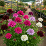 SCABIOSA atropurpurea 'Imperial Mix' (Pincushion Flower, Mixed)