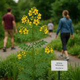 SENNA hebecarpa (Wild Senna)
