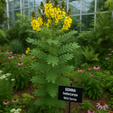 SENNA hebecarpa (Wild Senna)