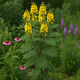 SENNA hebecarpa (Wild Senna)